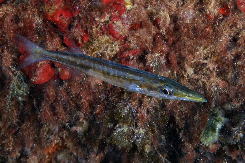 juvenile Sphyraena cf. viridensis